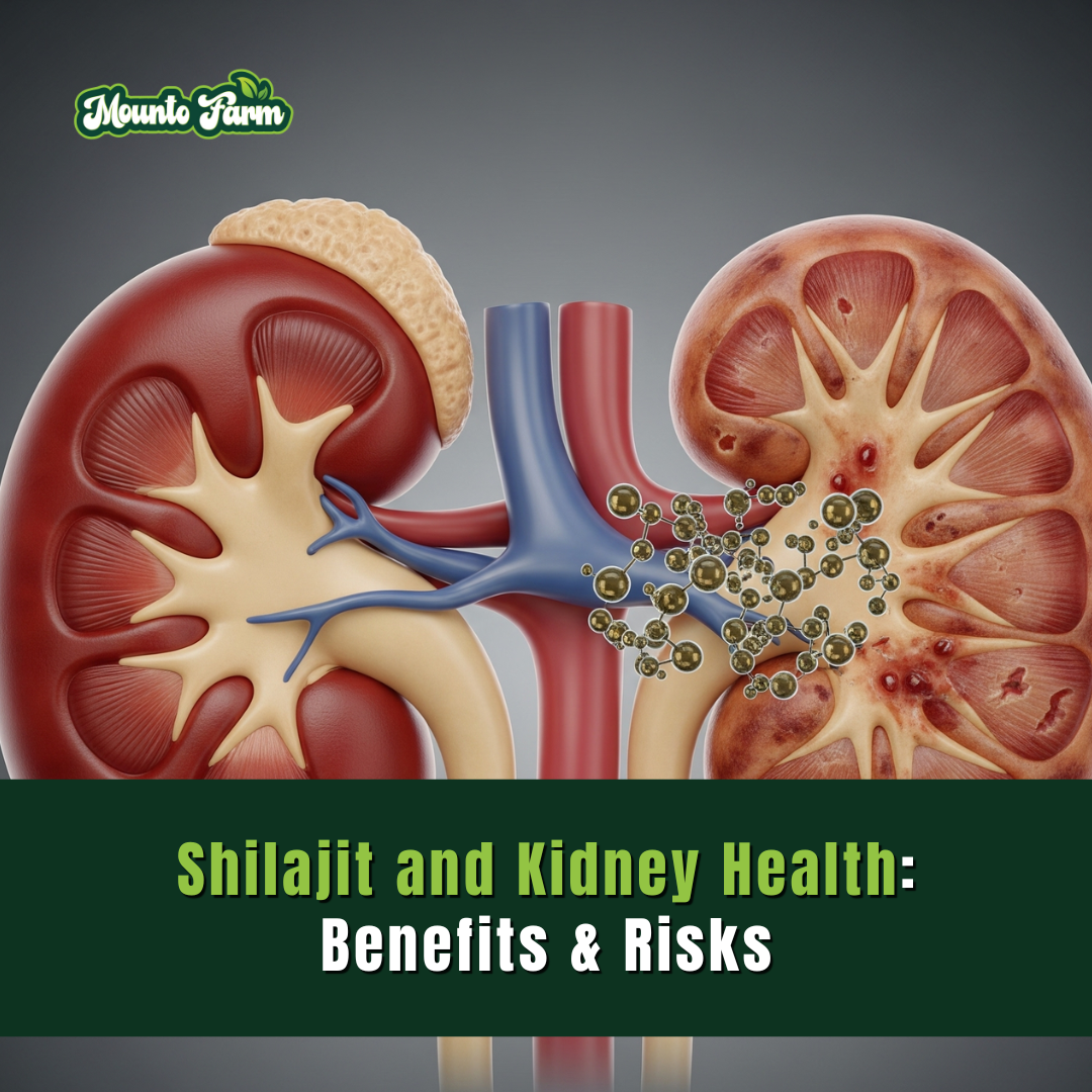 Shilajit and Kidney Health: Benefits & Risks | Mountofarm